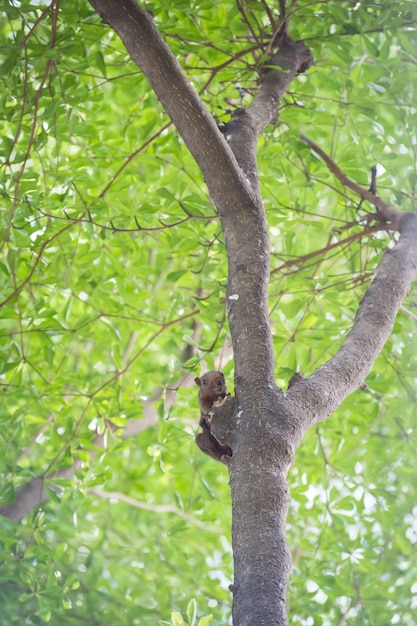 esquilo cinzento agarrado a uma árvore com bokeh de fundo