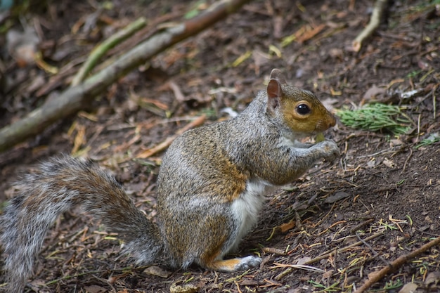 Foto esquilo cinzento está comendo