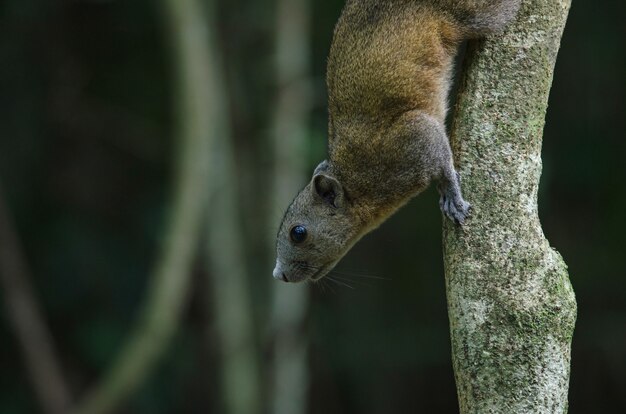 Foto esquilo cinzento-inchado na floresta