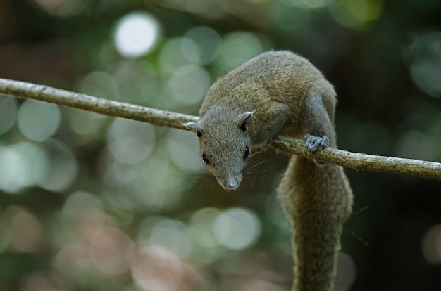 Esquilo cinzento-inchado na floresta