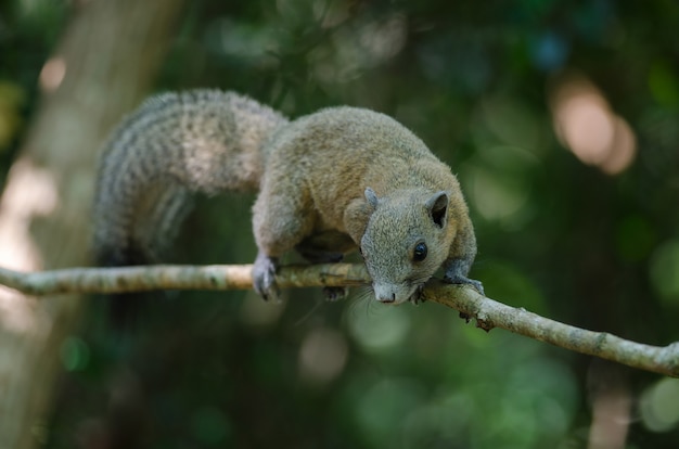 Foto esquilo cinzento-inchado na floresta