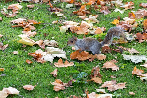 Esquilo cinzento Sciurus carolinensis entre as folhas de outono