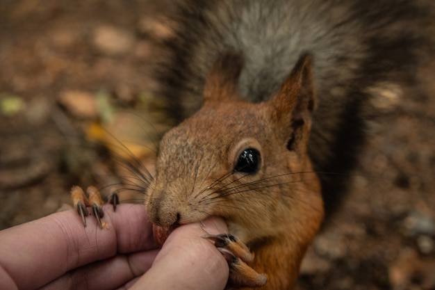 Foto esquilo come uma noz
