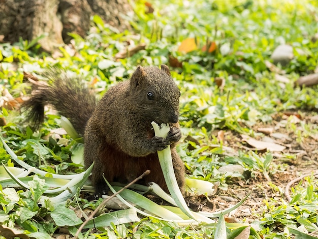 esquilo comendo casca