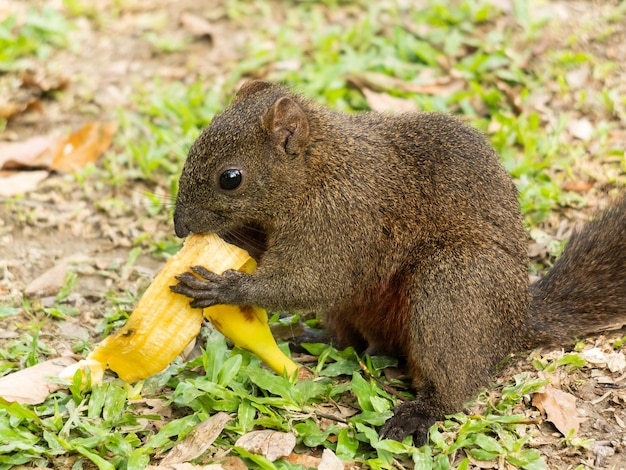 Foto esquilo comendo casca