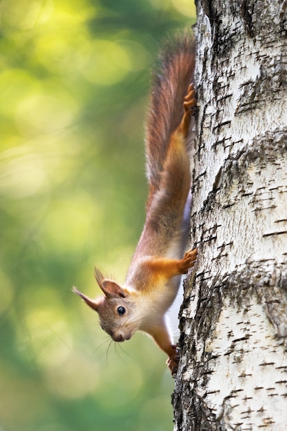 Foto esquilo curioso em uma árvore em seu habitat natural