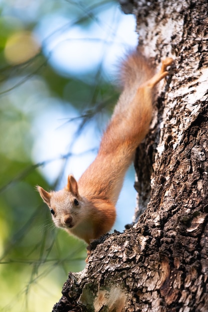 Esquilo curioso em uma árvore em seu habitat natural