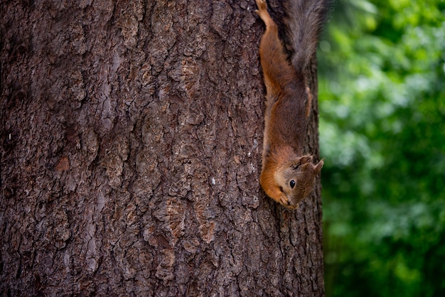 Esquilo da floresta em uma árvore em condições naturais