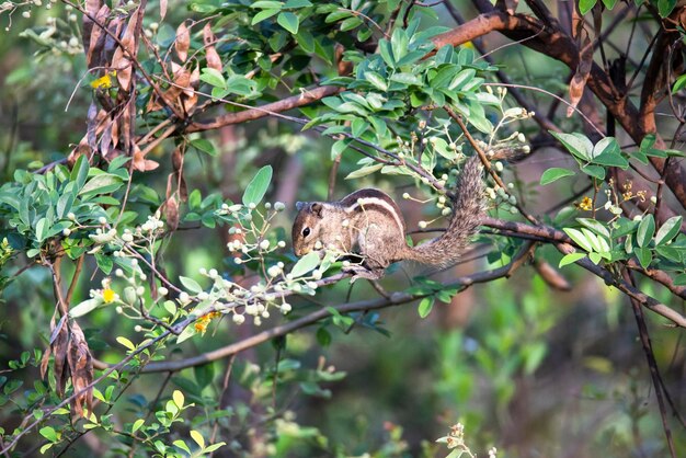 Esquilo-da-palmeira indiana ou esquilo-das-palmeiras listradas ou espécie Funambulus palmarum comendo em uma árvore.