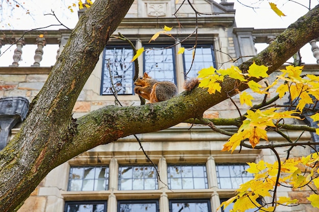 Esquilo de outono na árvore do campus com fundo de edifício histórico