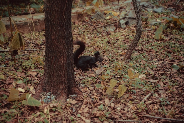 Esquilo em uma árvore no parque