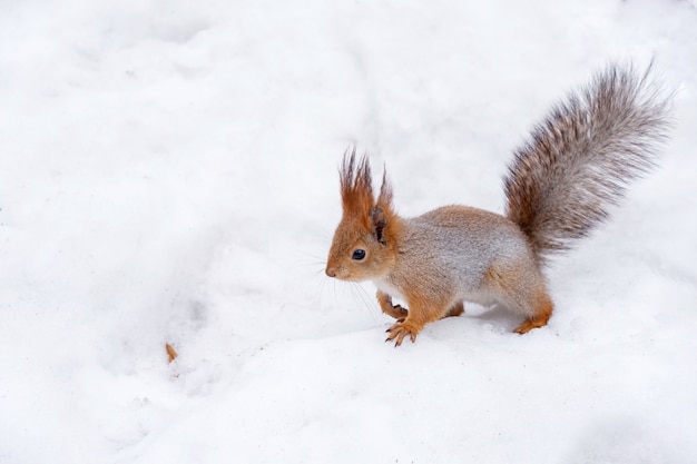 Esquilo está pulando na neve