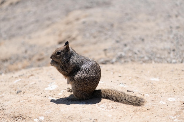 Esquilo feminino roedor ou gopher comendo ao ar livre, vida selvagem.