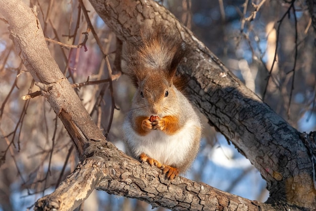 Esquilo fofo come uma noz sentado em uma árvore no inverno