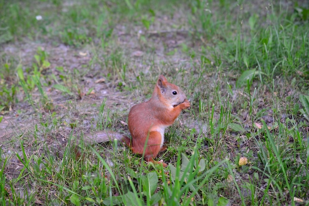 esquilo fofo comendo nozes no parque, close-up