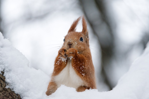 Esquilo fofo fofo comendo nozes em uma neve branca na floresta de inverno