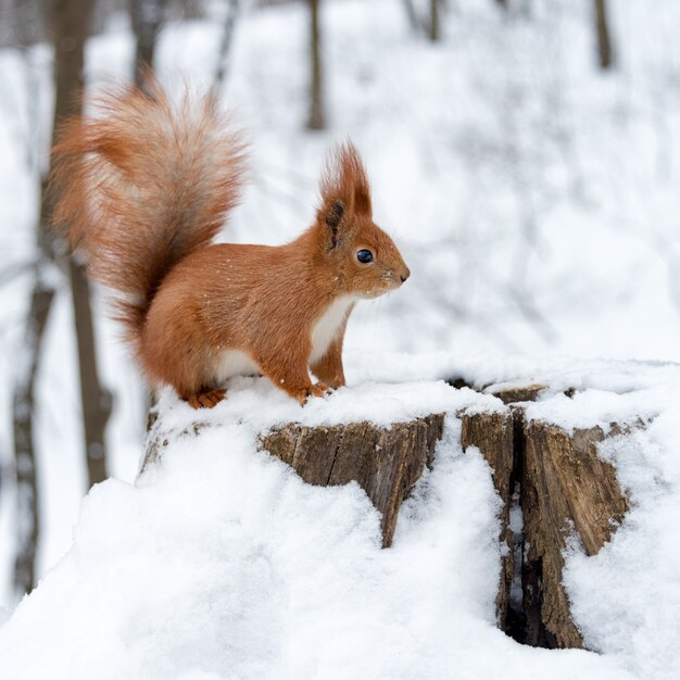 Esquilo fofo fofo em uma neve branca na floresta de inverno