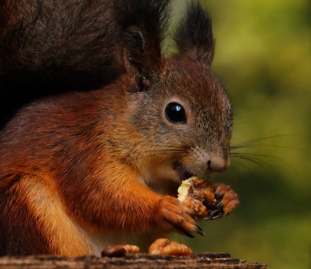 Esquilo fofo vermelho selvagem na aldeia comendo nozes