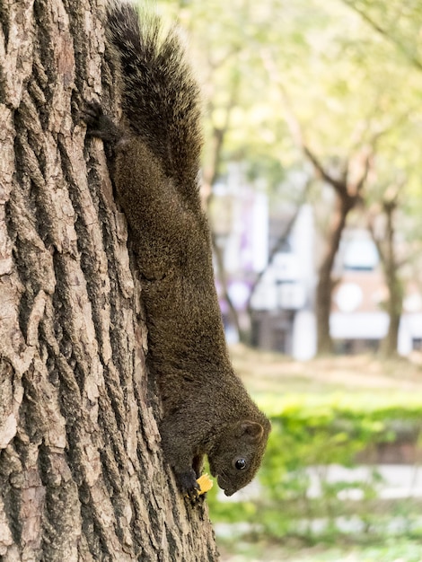 Esquilo guloso come biscoitos de cabeça para baixo