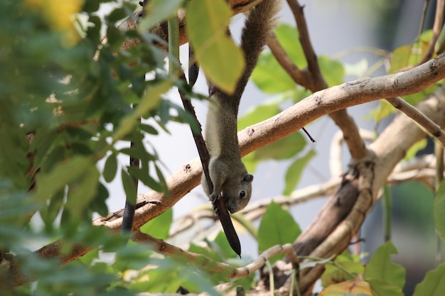 Esquilo, ligado, a, árvore, comer, noz, em, vida selvagem, cute, animal, em, natureza, fundo