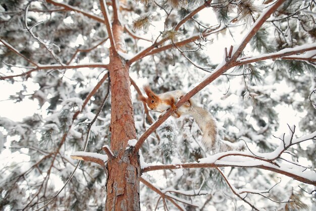 Esquilo na árvore na floresta de inverno