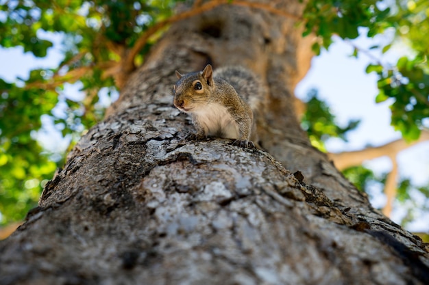 Esquilo na árvore no parque, olhando para a câmera.