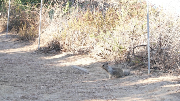 Esquilo na trilha designada para ecoturismo, animal selvagem. Fauna de Torrey Pines, reserva natural para ecoturismo, trekking e trilhas, Califórnia, EUA. Conservação ambiental, deserto.
