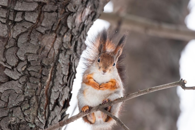 Esquilo no inverno senta-se em um tronco de árvore com neve Esquilo-vermelho da Eurásia Sciurus vulgaris sentado no galho coberto de neve no inverno