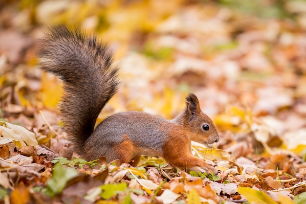 Esquilo no outono, retrato de esquilo, parque amarelo com folhas caídas, conceito de outono natureza preparação para o inverno, pequena besta ruiva na floresta