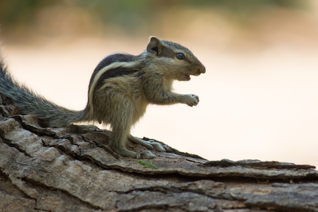 Esquilo no tronco da árvore