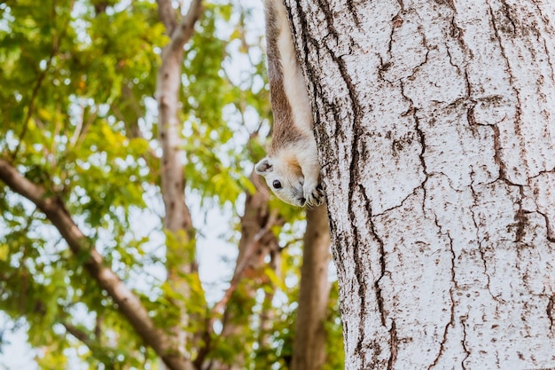 esquilo pendurado na árvore