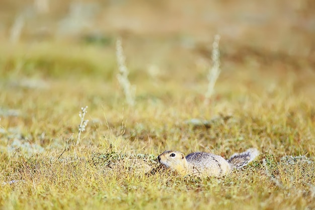 esquilo pequeno animal selvagem na natureza no outono