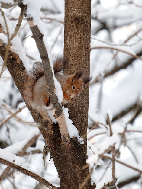 Esquilo senta-se e comendo comida no barril de árvore congelada na floresta de inverno nevado