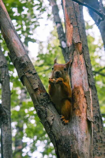 Esquilo senta-se em um galho na floresta