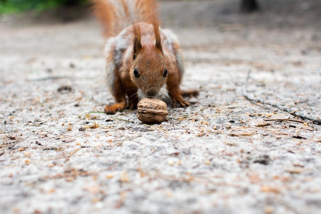 Foto esquilo sentado comendo uma noz na floresta