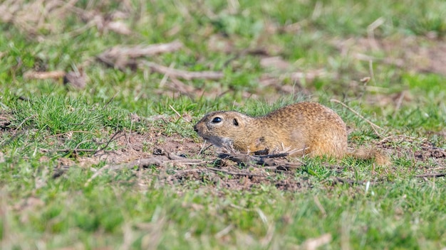 Esquilo terrestre europeu, ambiente natural Souslik (Spermophilus citellus)