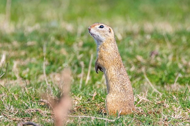 Esquilo terrestre europeu, ambiente natural Souslik (Spermophilus citellus)