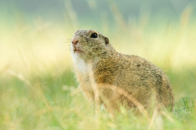 Foto esquilo terrestre europeu sentado na grama