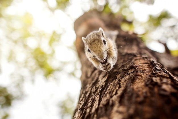 Esquilo variável bonito encontrar algum alimento ao escalar em uma árvore em uma floresta