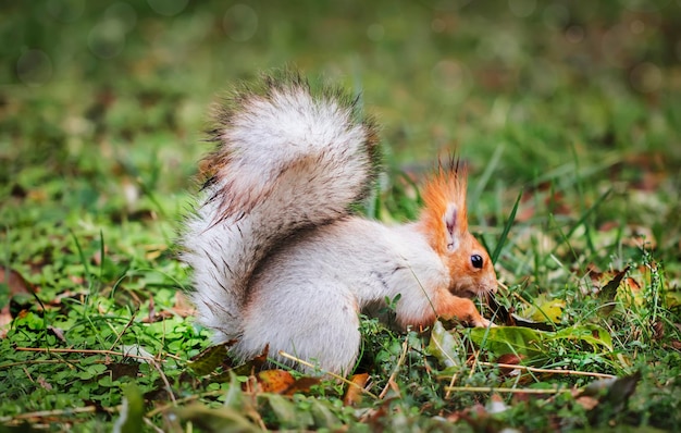 Esquilo vermelho-cinzento esconde nozes no parque de outono na grama Retrato de esquilo-cinza-vermelho close-up