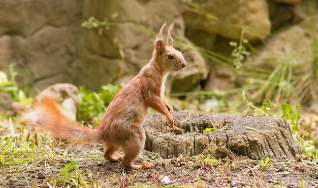 Esquilo vermelho da eurásia sciurus vulgaris o animal fica nas patas traseiras perto do velho coto