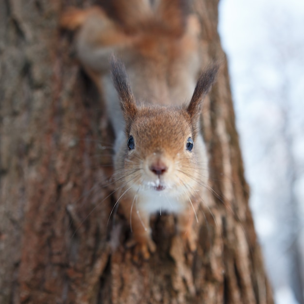 Esquilo-vermelho em uma árvore em Winter Park
