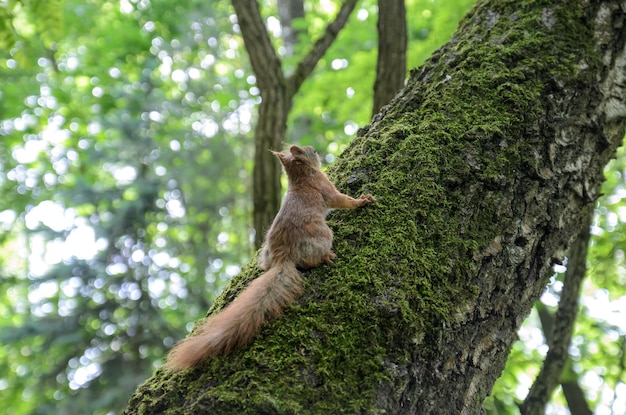 esquilo vermelho em uma árvore na floresta