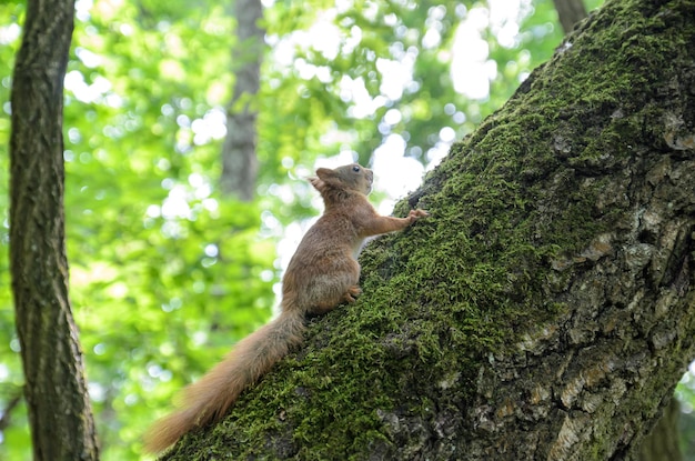 esquilo vermelho em uma árvore na floresta