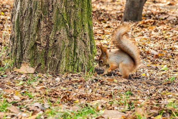 Esquilo vermelho esconde comida em folhas em um parque de outono