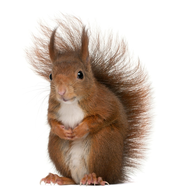 Esquilo vermelho euro-asiático, Sciurus vulgaris, na frente do fundo branco