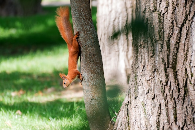 Esquilo vermelho fofinho em uma floresta de outono curioso animal de pêlo vermelho entre folhas secas