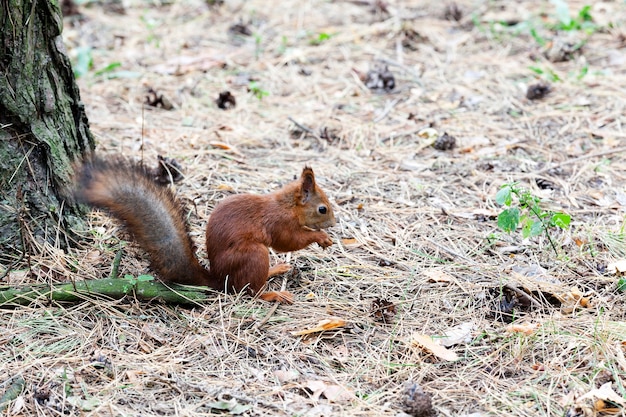 Esquilo-vermelho fotografado de perto na floresta