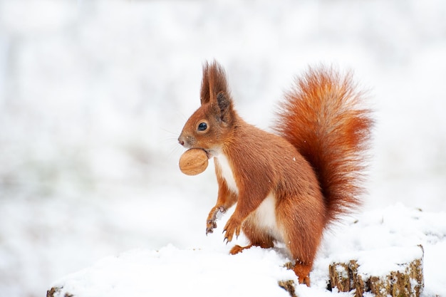 Esquilo-vermelho na floresta de inverno closeup