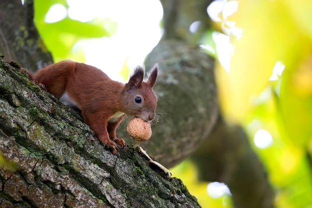 Esquilo-vermelho na floresta em estado selvagem